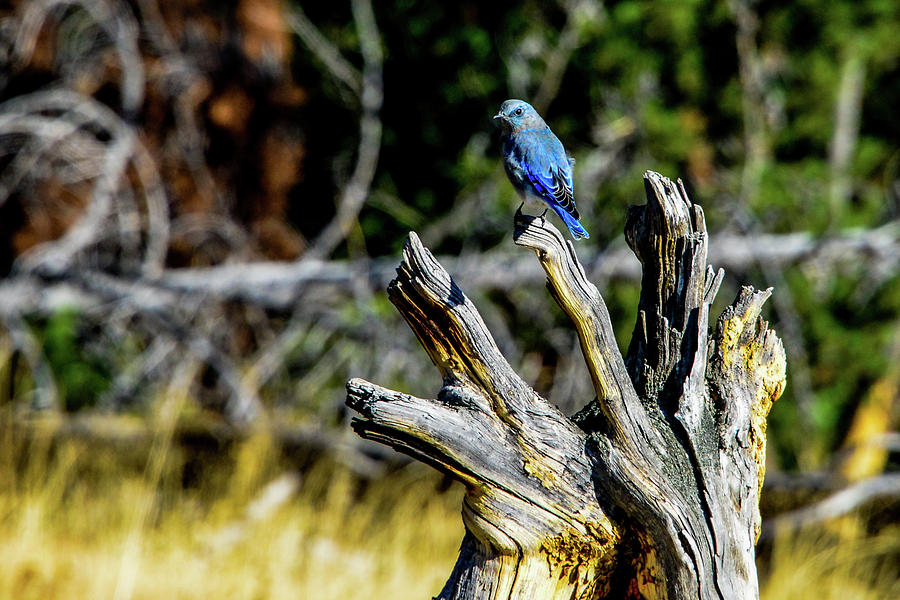 Mountain Bluebird, Yellowstone Photograph by Marilyn Burton