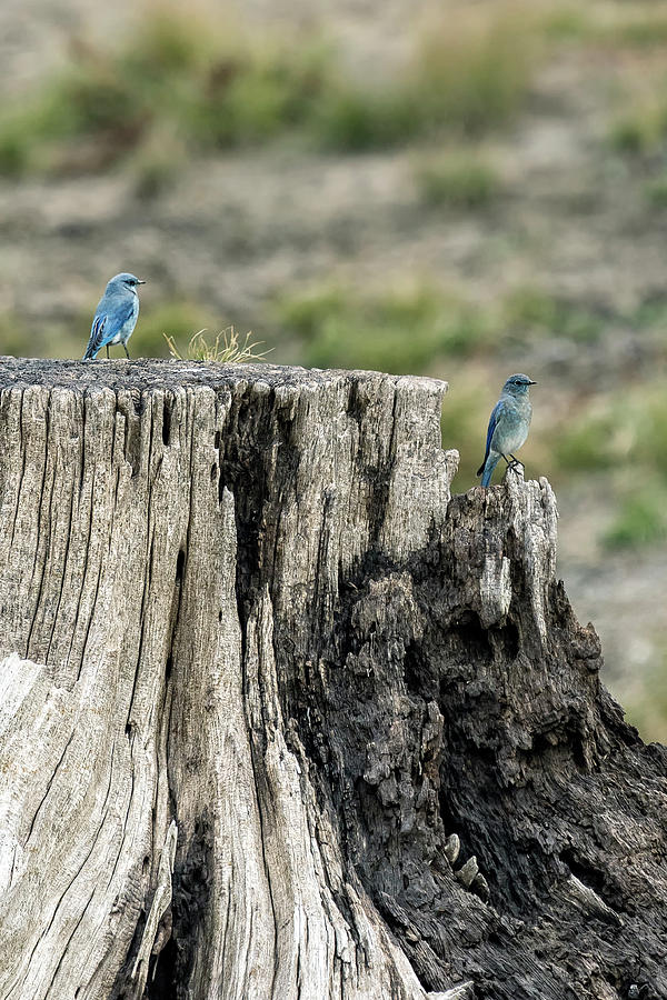 Mountain Bluebirds Photograph by Belinda Greb