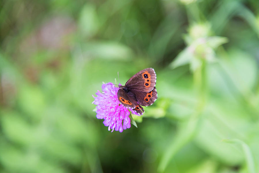 Mountain Butterfly. Photograph By Nicola Simeoni 