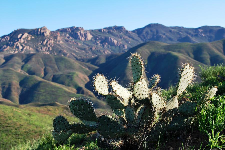 Tree Photograph - Mountain Cactus Landscape by Matt Quest