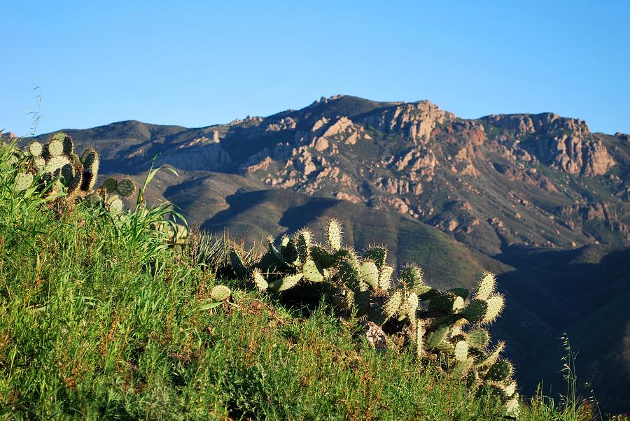 Tree Photograph - Mountain Cactus View - Santa Monica Mountains by Matt Quest