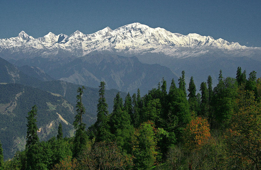 Himalayas Photograph - Mountain Cedar by Threesh Kapoor