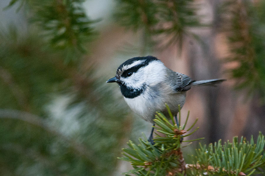 Mountain Chickadee and Pine Boughs  Photograph by Cascade Colors