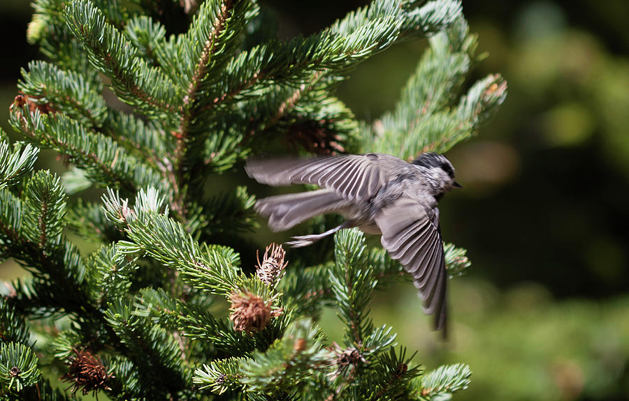 Mountain Chickadee in Flight Photograph by Marilyn Hunt
