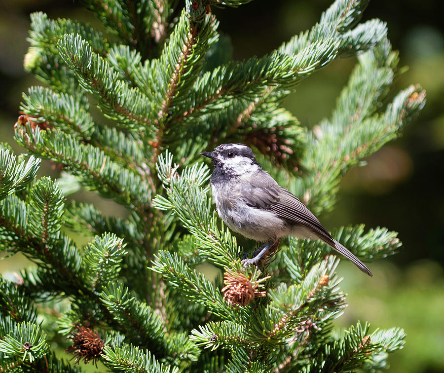 Mountain Chickadee Photograph by Marilyn Hunt