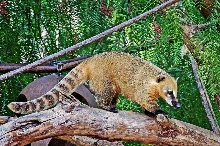 Mountain Coatimundi from Andes in Peru at San Diego Zoo Animal Safari Park, California  Photograph by Ruth Hager