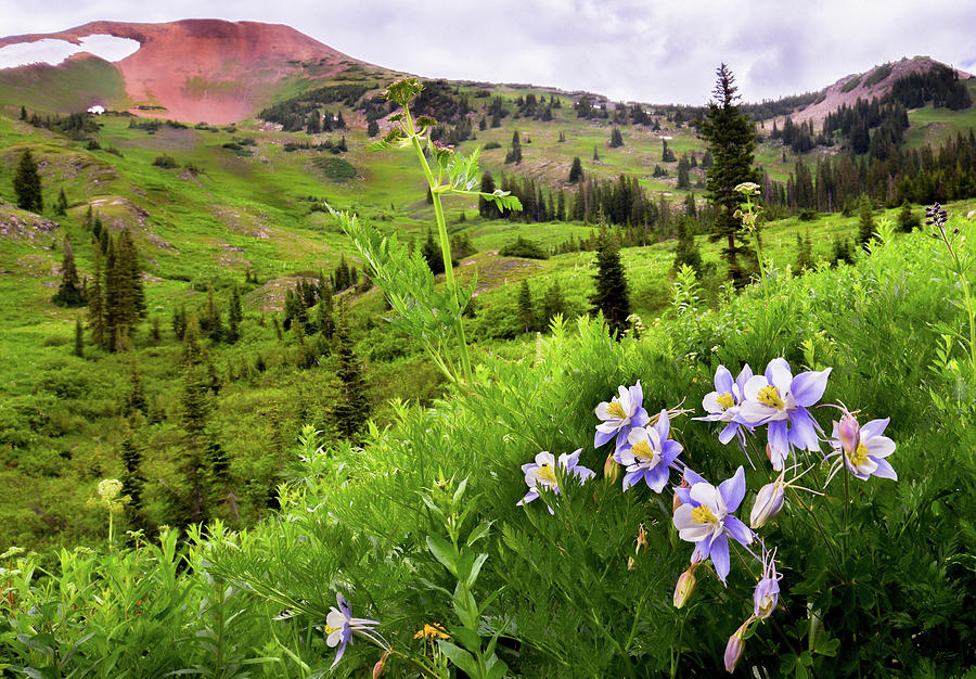 Mountain Columbine Photograph by Michael Scott