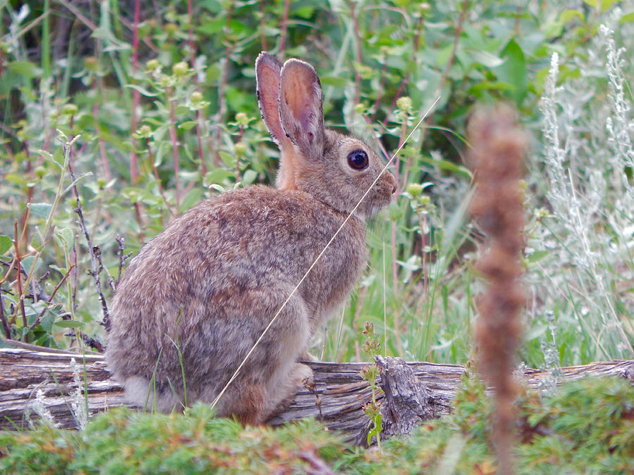 Mountain Cottontail Photograph by Dan Miller