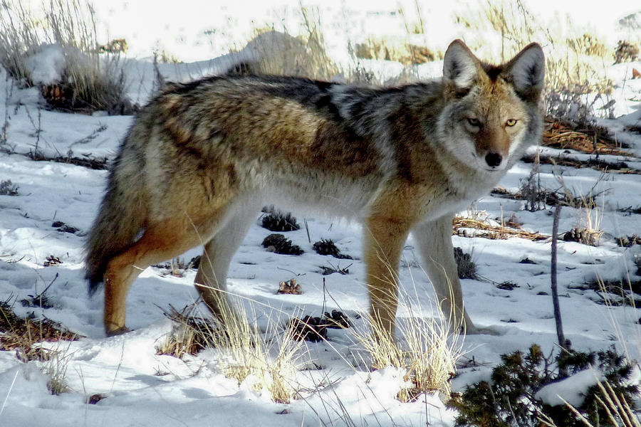 Mountain Coyote Photograph by Marilyn Burton