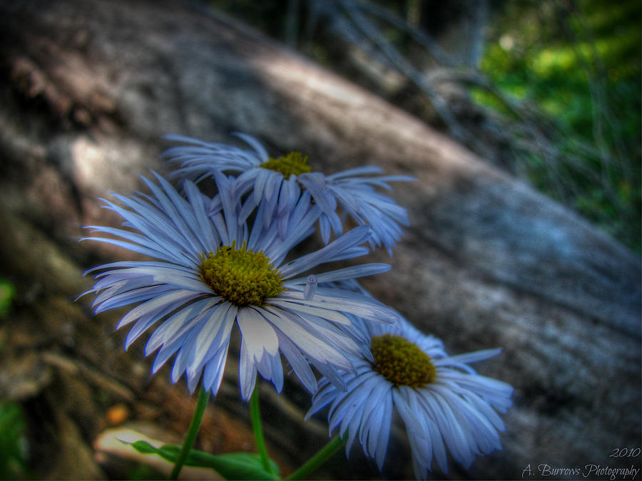 Mountain Daisies and a Downed Spruce Photograph by Aaron Burrows