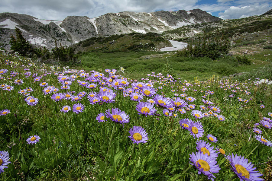 Mountain Daisies Photograph by Mark Cooper - Fine Art America