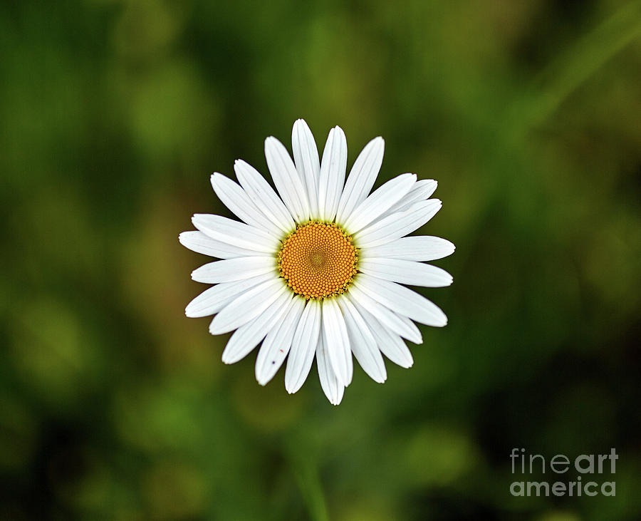 Mountain daisy flower Photograph by Ragnar Lothbrok