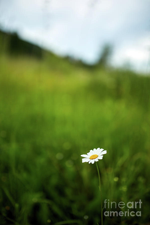 Mountain daisy flower with copyspace Photograph by Ragnar Lothbrok