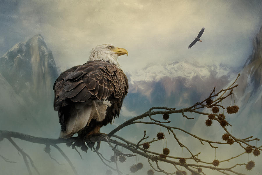 Eagle Photograph - Mountain Dreams Bald Eagle Art by Jai Johnson