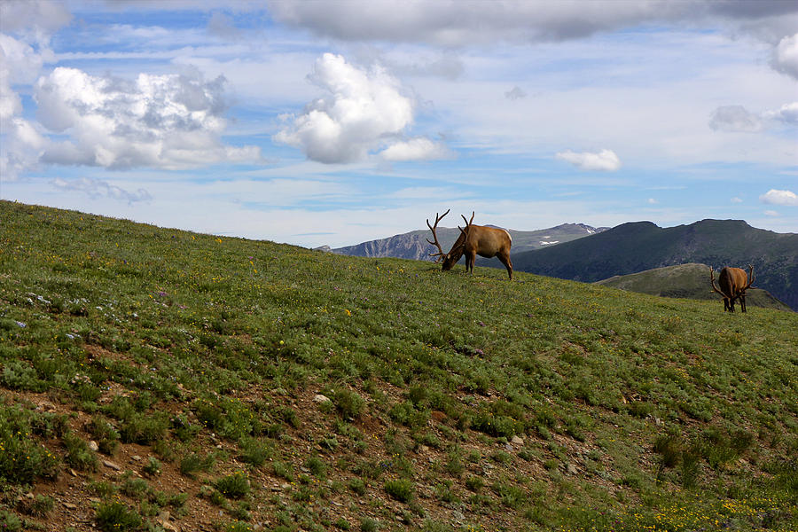 Mountain Elk Photograph by Scott Kingery