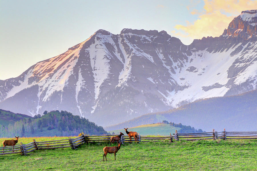 Mountain Elk Photograph by Scott Mahon
