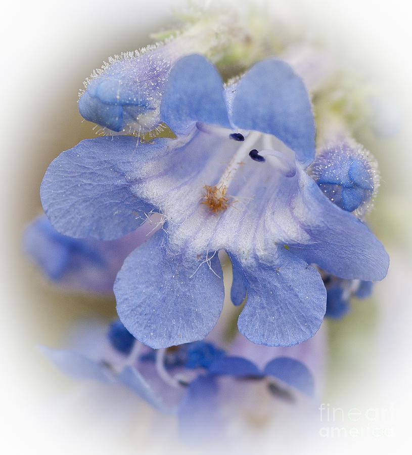 Mountain Flower Blue Photograph by David Waldrop