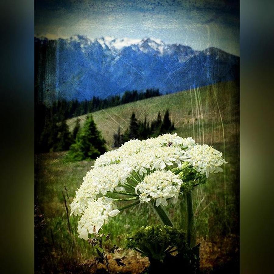 Mountain Photograph - Mountain Flowers #enlight #distressedfx by Joan McCool