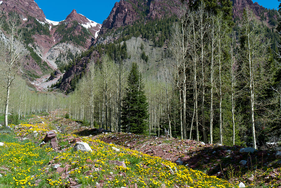 Mountain Forest and Flowers in Springtime Photograph by Cascade Colors