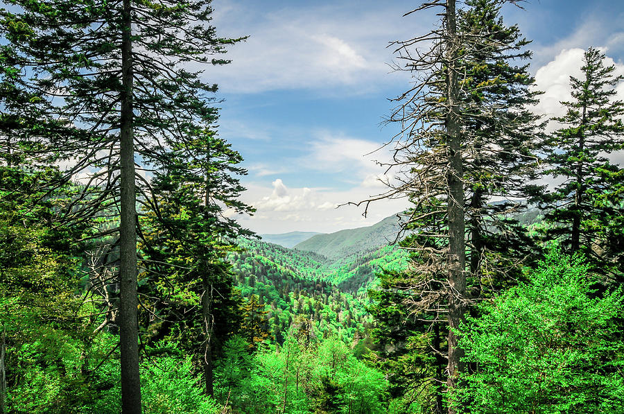Mountain Forest Photograph by James L Bartlett
