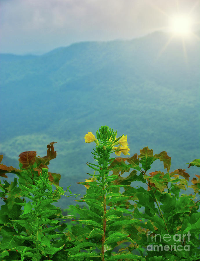 Mountain Fowers -NC - Landscape Photograph by Adrian De Leon Art and Photography
