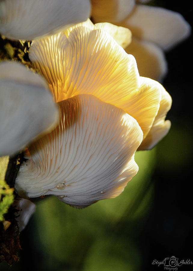 Mountain Fungi Photograph by Steph Gabler