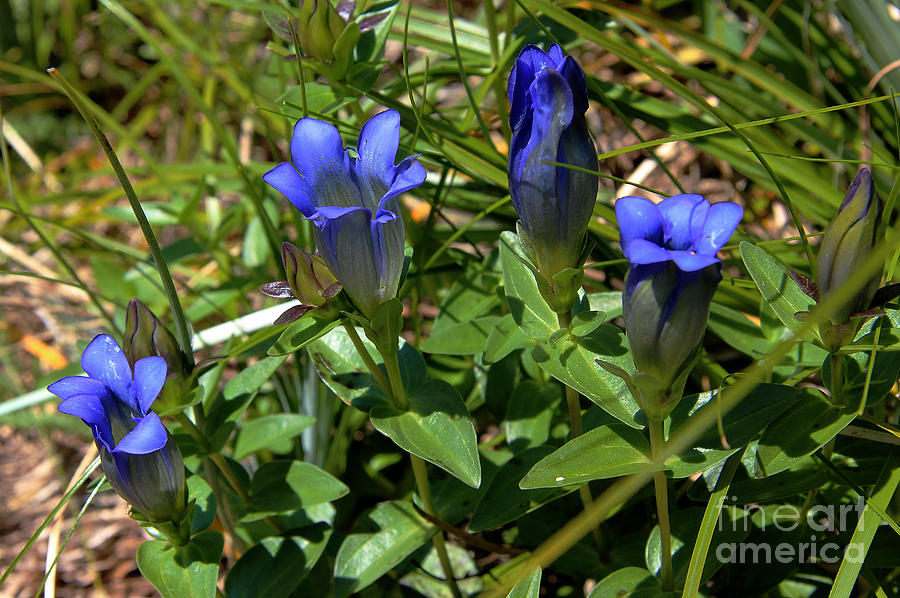 Flowers Still Life Photograph - Mountain Gentian by Vickie Emms