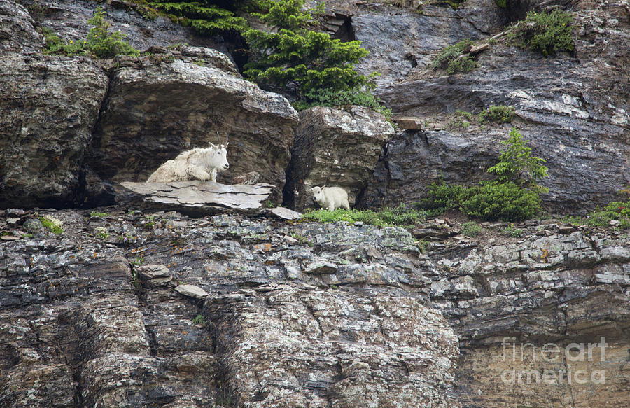 Mountain Goat and Baby - Glacier National Park Photograph by Bret Barton