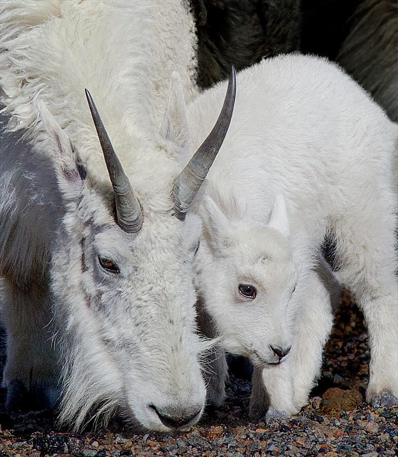 Mountain Goat and Kid Photograph by Lowell Monke