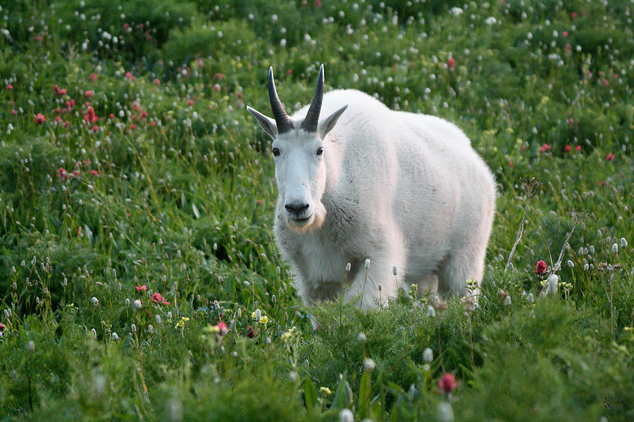 Mountain Goat and Wildflowers Photograph by Brett Pelletier