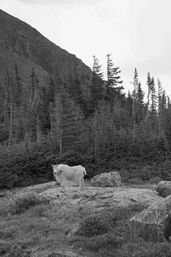 Mountain Goat at Mohawk Photograph by Ivan Franklin