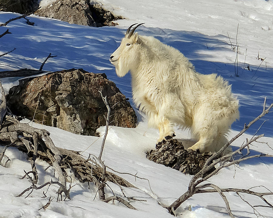 Mountain Goat Billy Photograph by Yeates Photography