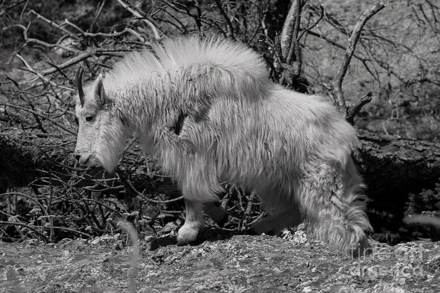 Mountain Goat Black and White Photograph by Steve Triplett