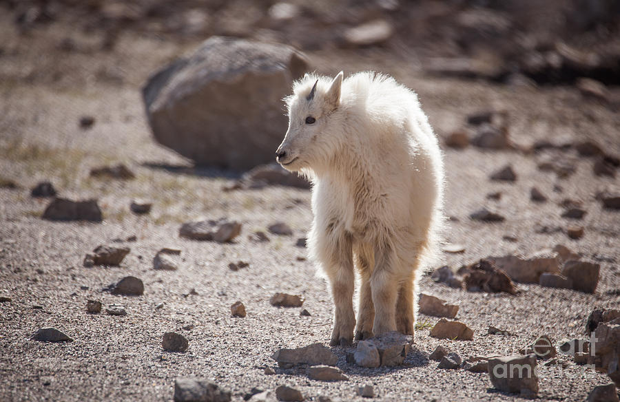 Mountain Goat Photograph by Bret Barton