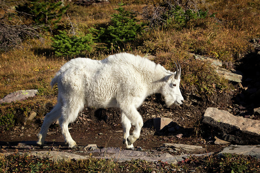 Mountain Goat Close Encounter Photograph by Carolyn Derstine