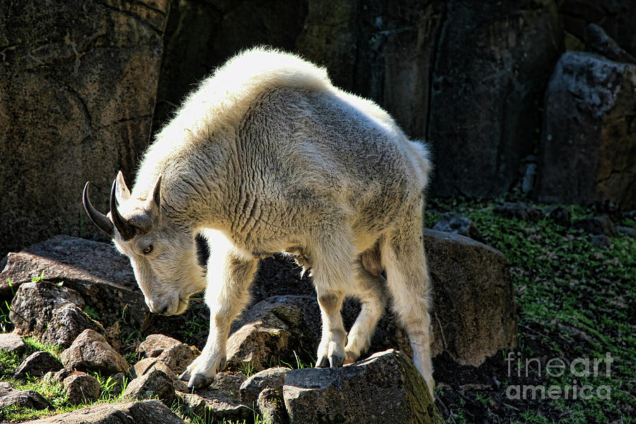 Mountain Goat Color  Photograph by Chuck Kuhn