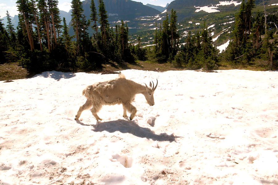 Mountain goat crossing a snow patch Photograph by Jeff Swan