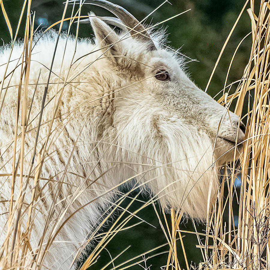 Mountain Goat Dinner Photograph by Yeates Photography