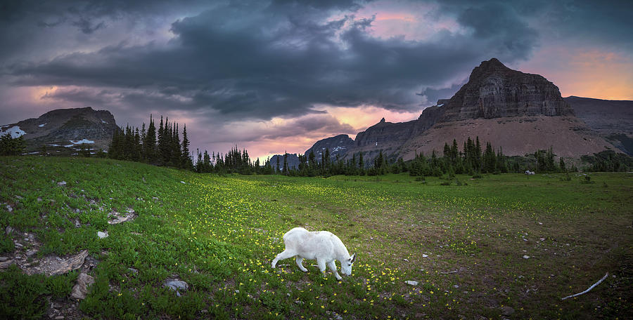 Mountain goat eating grass at Glacier National Park Photograph by William Lee
