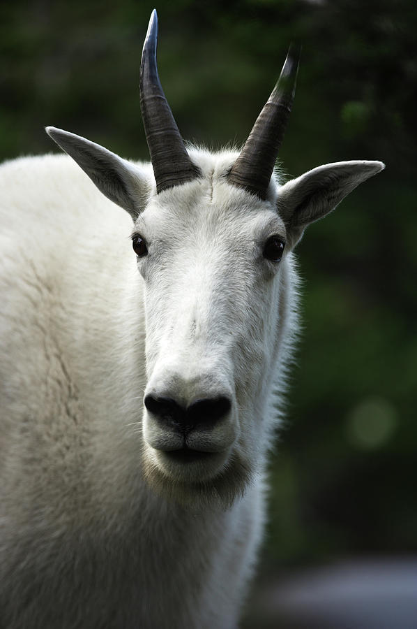 Mountain Goat Photograph by Eric Foltz