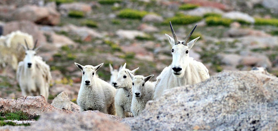 Mountain Photograph - Mountain Goat Family Panorama by Scott Mahon