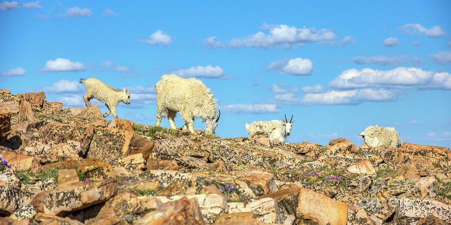 Mountain Goat Family Photograph by Spencer Baugh