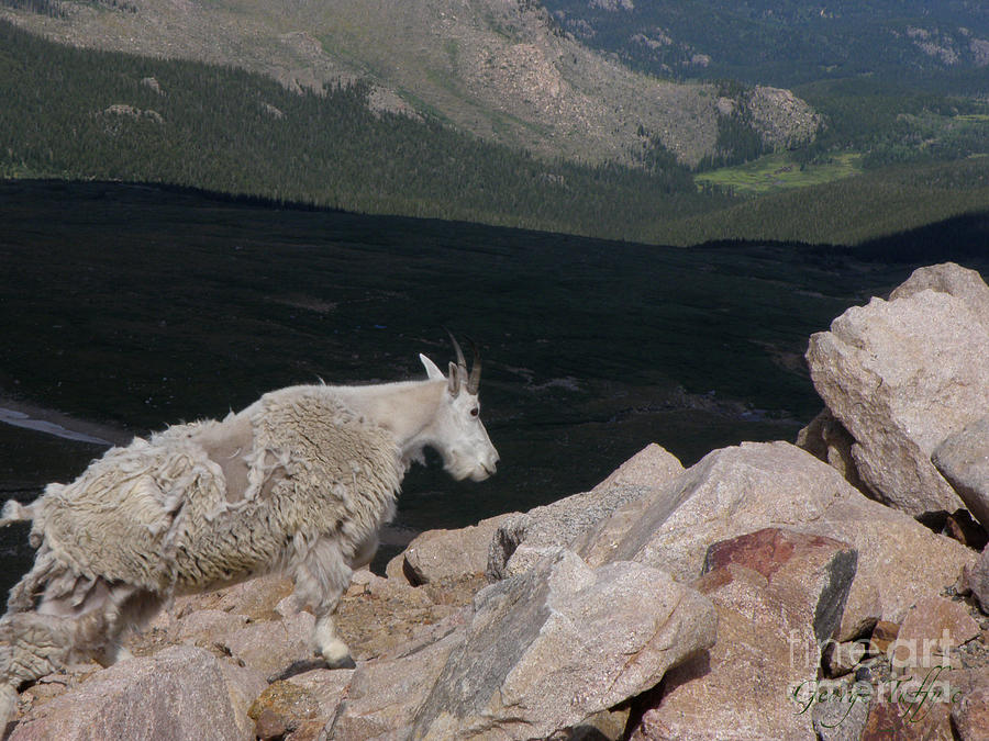 Mountain goat Photograph by George Tuffy