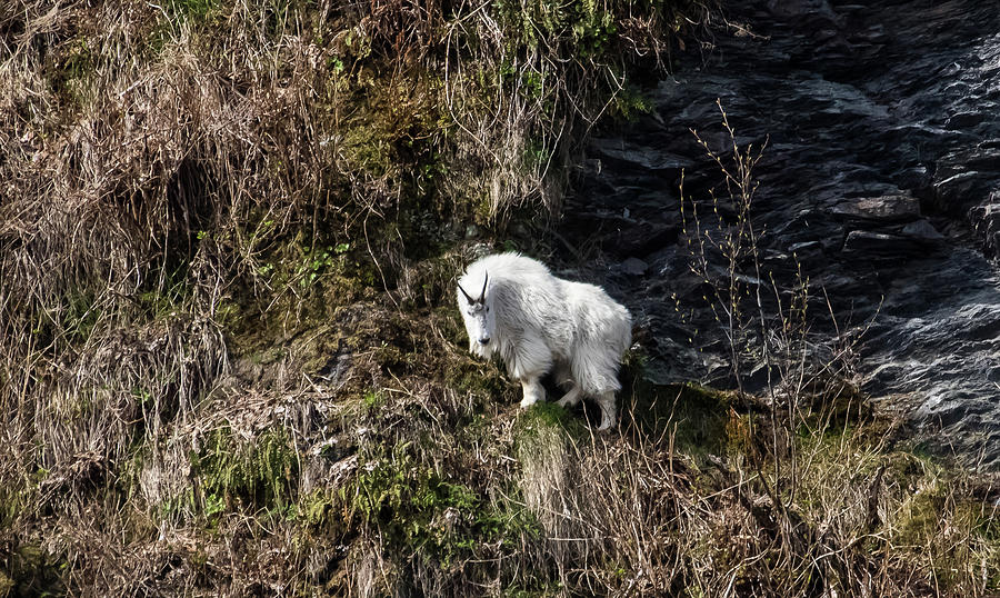 Mountain goat grazing Photograph by Laurel Racenet | Fine Art America