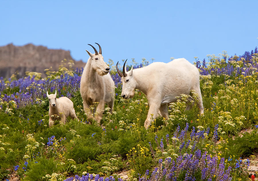 Mountain Goat Heaven Photograph by Kent Keller