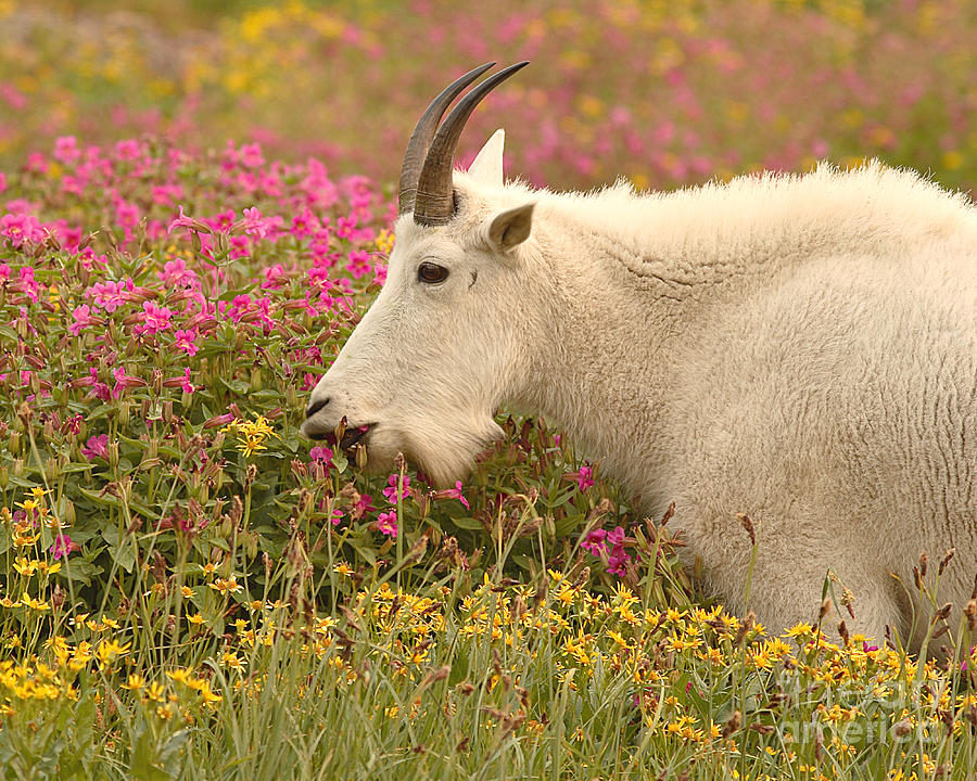 Mountain Goat In Colorful Field Of Flowers Photograph by Max Allen