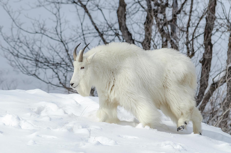 Mountain Goat In Fresh Snow Photograph by Yeates Photography