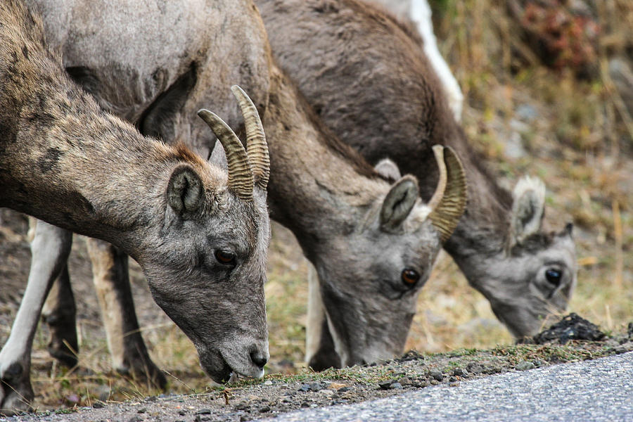 Mountain Goat Photograph by John Tamietti - Pixels