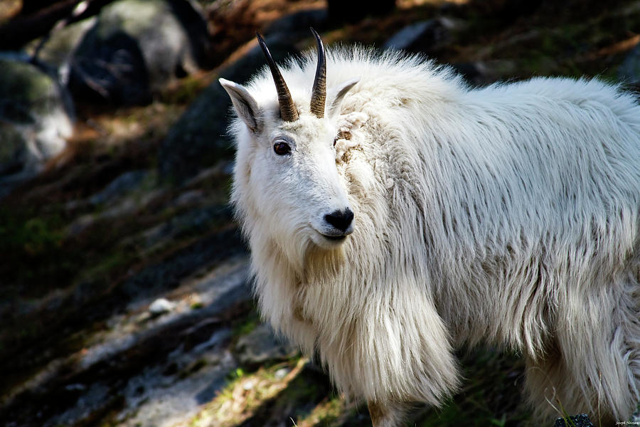 Mountain Goat Photograph by Joseph Noonan