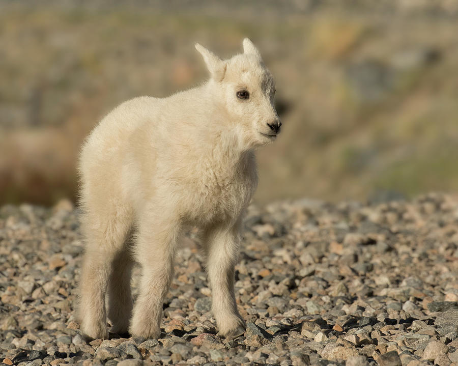 Mountain Goat Kid Photograph by Lois Lake